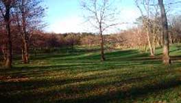 Horse Pasture